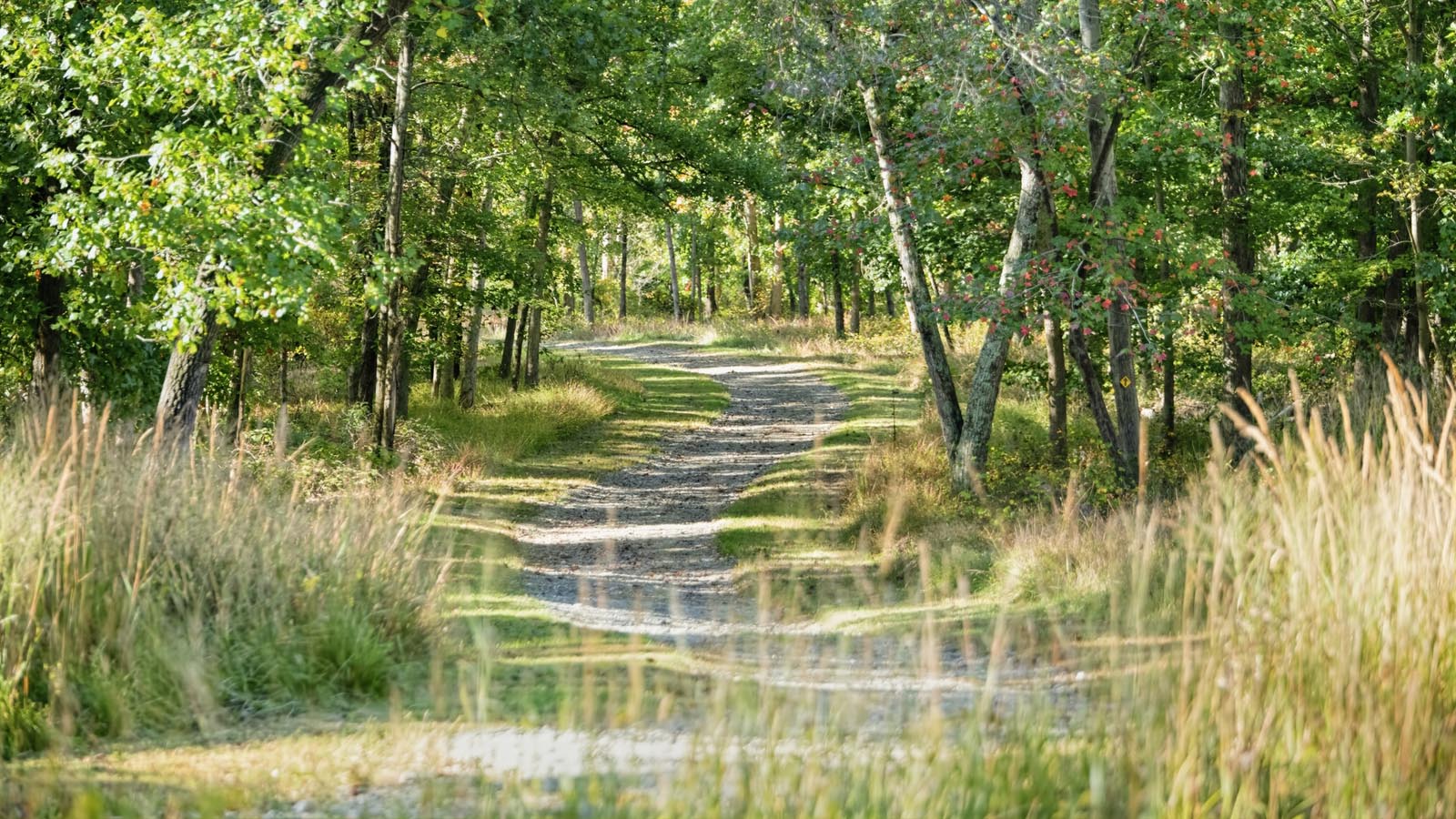 a beautiful Chester County PA landscape with walking trail and many lush trees