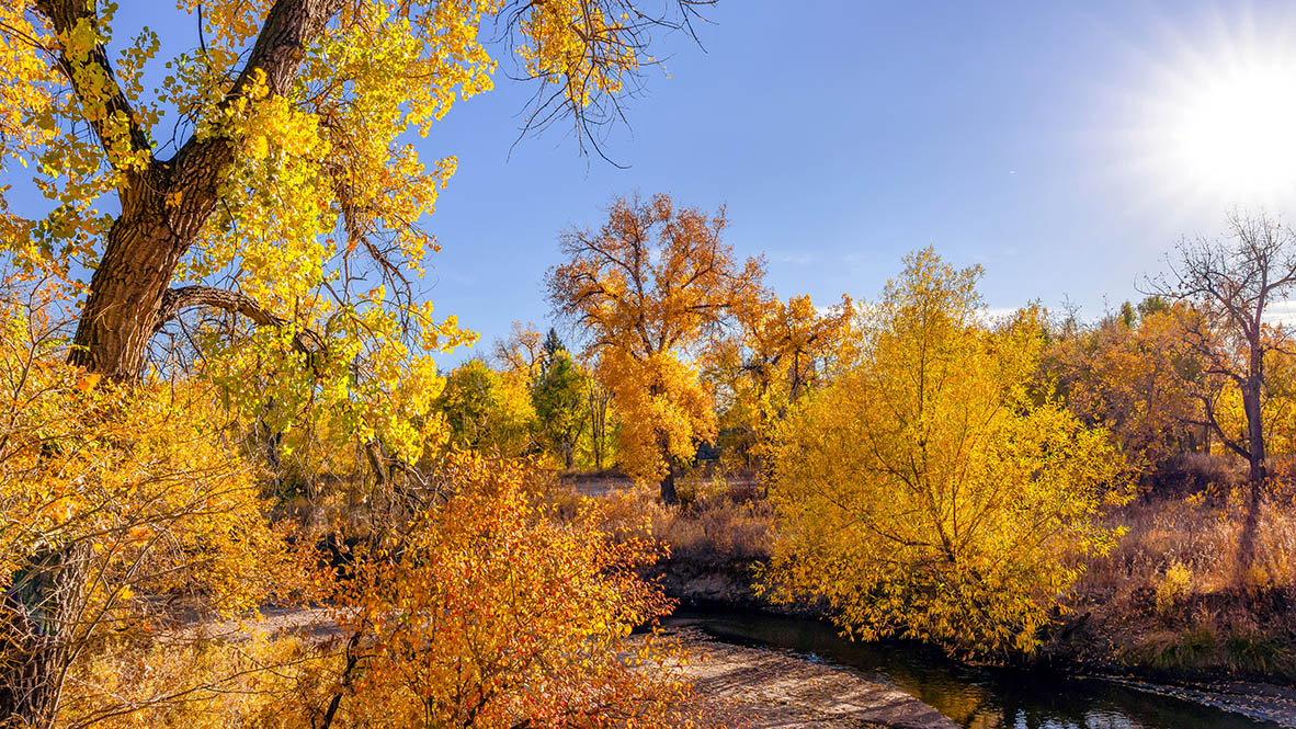 Highline Canal Biking and Jogging path surrounded by fall foliage on a blue sky day.