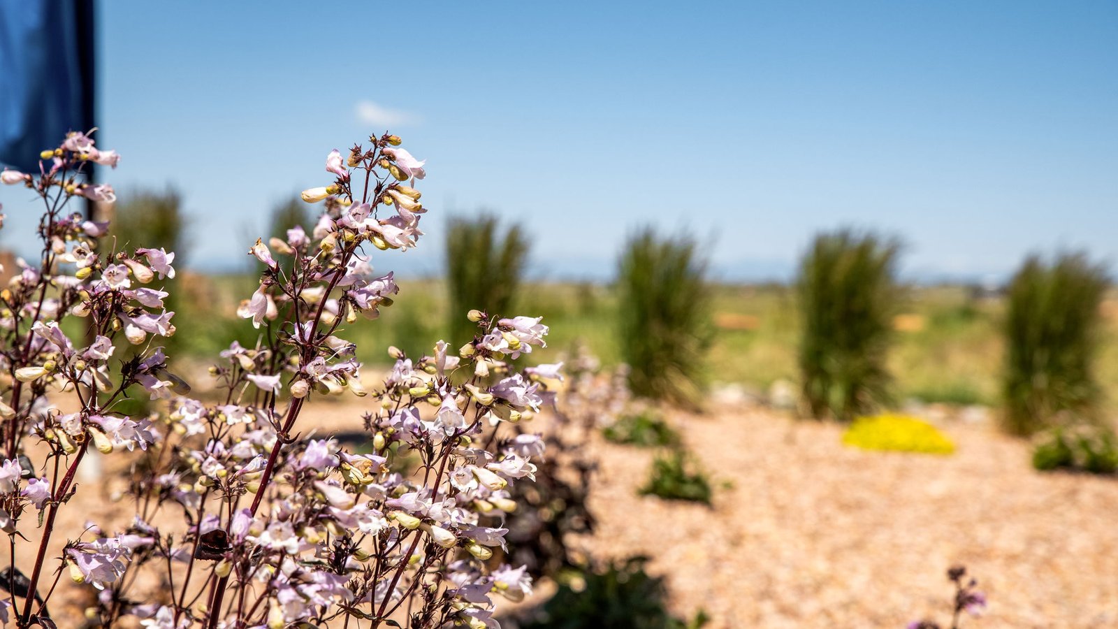 Flowers on the Spring Valley Ranch trail