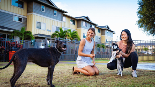 Amenity dog park with two people playing with dogs