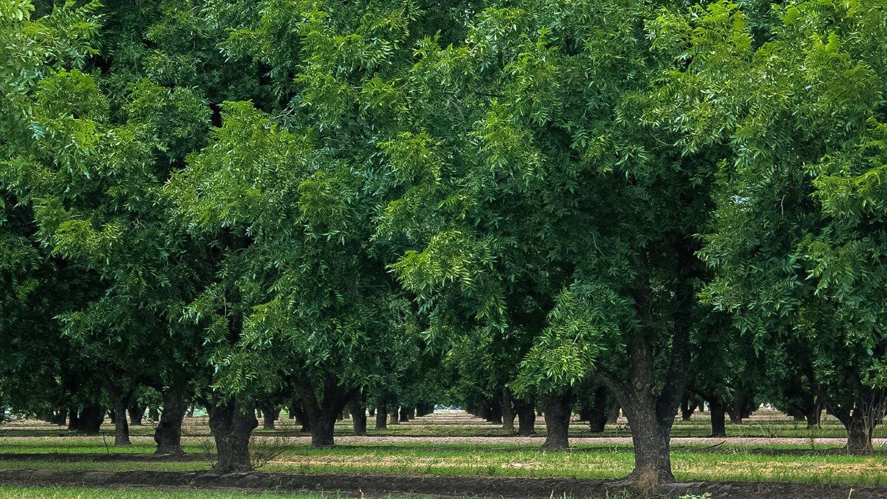 Welcome to The Madera, a beautifully expansive single-story new home nestled in the peaceful Sahuarita Acres community. With 2,131 square feet of thoughtfully arranged living space, this residence offers five bedrooms and three bathrooms, making it an exceptional choice for those who seek both comfort and versatility.  The journey through The Madera begins as you step onto the inviting front porch and enter through the welcoming foyer. The open layout immediately draws you into the spacious great room, where large windows allow natural light to fill the space, creating a warm and inviting atmosphere. The adjacent dining area flows seamlessly into the kitchen, which features a central island, quartz countertops, and 42” upper cabinets for ample storage. A walk-in pantry ensures that the kitchen remains both functional and stylish.  The Madera’s floor plan is designed with privacy in mind. The primary bedroom, located in a separate wing of the home, offers a large walk-in closet and an en-suite bathroom with dual sinks and a luxurious shower. On the opposite side of the home, four additional bedrooms are well-positioned to offer both privacy and easy access to the other two bathrooms, making this layout perfect for families or hosting guests.  One of the standout features of The Madera is its adaptability. The three-car garage and expansive near one-acre lots provide plenty of room for parking, storage, and outdoor activities, whether you envision creating a lush garden, installing a pool, or simply enjoying the vast open space.  For those who value modern conveniences, The Madera is equipped with D.R. Horton’s Home is Connected® Smart Home package, which includes a smart thermostat, video doorbell, keyless entry, a Wi-Fi-enabled garage door opener and more. Additionally, the home is built with energy efficiency in mind, featuring spray foam insulation and meeting DOE Zero Energy Ready Home standards, ensuring long-term savings and environmental benefits.  Located within the serene and spacious Sahuarita Acres community, residents of The Madera enjoy the perfect blend of small-town charm and modern amenities. With easy access to urban conveniences, excellent schools, and outdoor recreation opportunities, The Madera offers a lifestyle that embraces the essence of Arizona living.