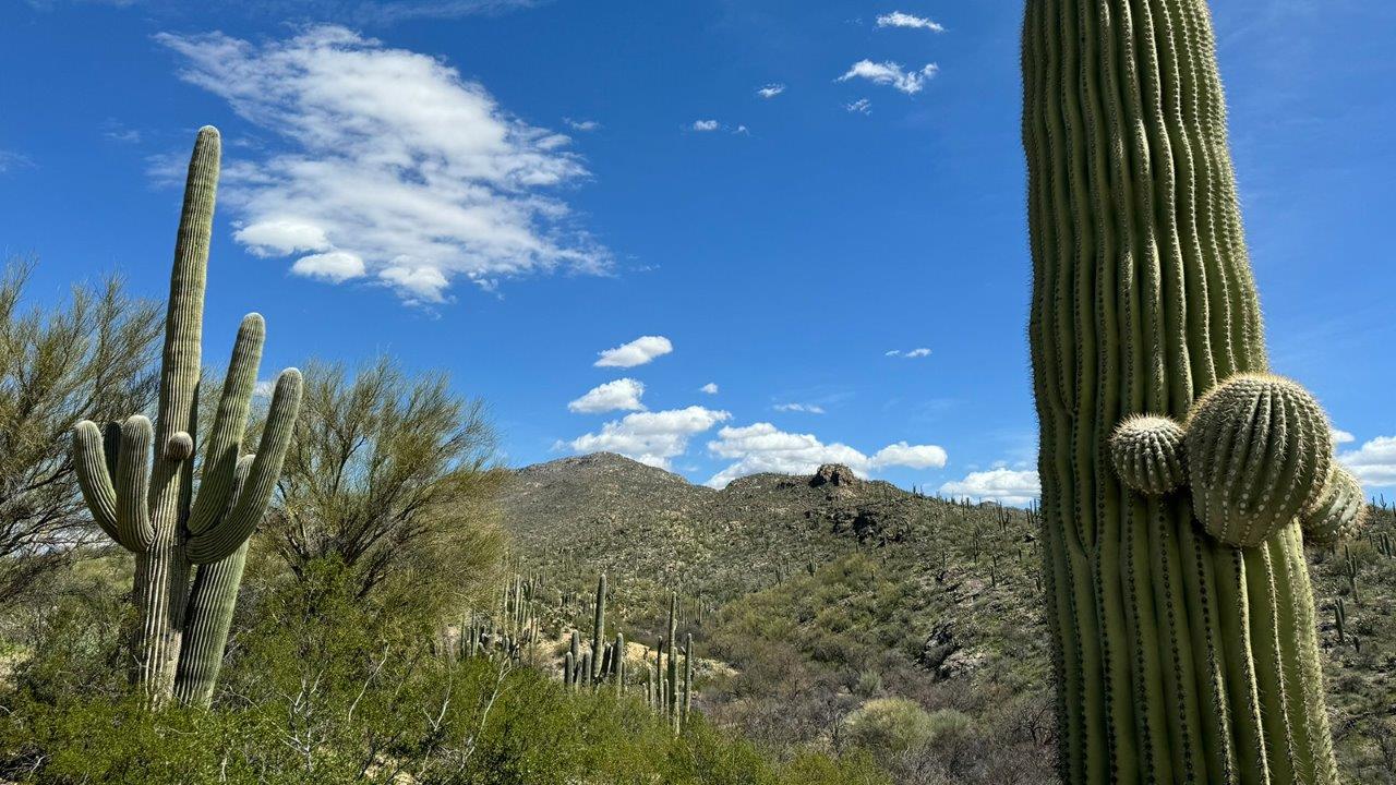 The Dalton at The Oasis at Rocking K presents an exceptional living experience that blends comfort and style within its thoughtfully crafted 1,569 square feet. This one-story, four-bedroom, two-bathroom home is designed to cater to a variety of lifestyle needs, offering both privacy and open spaces that encourage togetherness. As you step into the welcoming entryway, you're led into a spacious great room that seamlessly connects with the dining room and kitchen, creating a perfect setting for daily living and entertaining. The kitchen is a true culinary delight, featuring elegant quartz countertops, 42” shaker-style cabinets, and a modern layout that includes a pantry for additional storage.  The primary suite, located at the rear of the home, serves as a private oasis with a walk-in closet and a luxurious bathroom, complete with dual sinks and high-quality fixtures. The additional three bedrooms are positioned towards the front of the home, providing ample space for family, guests, or a home office setup. Each bedroom is well-proportioned, offering comfort and flexibility in their use.  The Dalton also features a covered patio, ideal for outdoor dining and relaxation, where you can enjoy the breathtaking views and Arizona sunsets that The Oasis at Rocking K is known for. The home includes a two-car garage, providing ample storage and parking space. Additionally, the front yard is meticulously landscaped with auto drip irrigation, ensuring your home’s curb appeal remains pristine year-round.  Living in The Oasis at Rocking K means enjoying a community filled with modern conveniences and natural beauty. Each home, including The Dalton, is equipped with D.R. Horton’s Home is Connected® Smart Home package, ensuring you have the latest in home automation technology. With additional energy-efficient features like spray foam insulation, a tankless water heater, and LED lighting, The Dalton is designed to offer long-term savings and environmental sustainability.  This home isn’t just a place to live; it’s part of a vibrant community where residents can take advantage of amenities such as walking trails, playgrounds, and community events that foster a strong sense of connection among neighbors. The Dalton at The Oasis at Rocking K isn’t just a house—it’s a home where memories are made and a fulfilling lifestyle awaits.