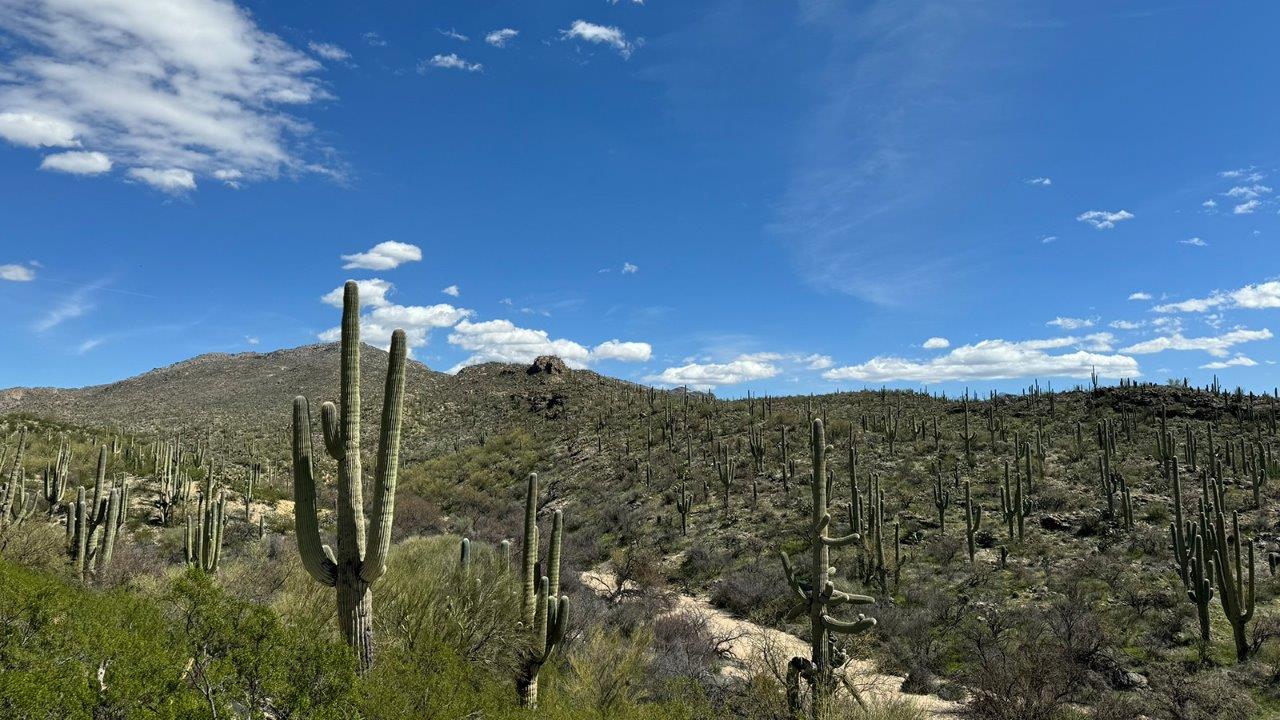 Discover The Harris, a beautifully designed new home at The Oasis at Rocking K, located in the serene surroundings of Vail, Arizona.  This charming one-story new home offers a seamless blend of style, functionality, and comfort, perfect for families and individuals alike. The Harris spans 1,856 square feet and includes four spacious bedrooms, two-and-a-half bathrooms, and a two-car garage, all meticulously crafted to meet the needs of modern living.  The exterior of The Harris offers three elevation options, each featuring D.R. Horton’s signature Spanish lace stucco, tile roofs, and professionally landscaped front yards with auto drip irrigation, adding to the home’s curb appeal. Inside, you’re greeted by an inviting foyer that leads to an open-concept living area, where the great room flows effortlessly into the dining area and a modern kitchen.  The kitchen is a chef's dream, equipped with top-of-the-line stainless steel appliances, quartz countertops, a large center island, and 42” shaker-style cabinets with stylish cabinet pulls. Adjacent to the kitchen, the dining area is perfect for family meals or entertaining guests. The great room, with its ample natural light and direct access to the covered patio, provides a perfect space for relaxation and gatherings.  The primary bedroom is a private sanctuary located at the back of the home, offering tranquility and easy access to the backyard. It features a walk-in closet and a luxurious en-suite bathroom with dual sinks and a large walk-in shower. The additional three bedrooms are generously sized, with two sharing a well-appointed full bathroom. A powder room, strategically placed near the living areas, adds convenience for guests.  Living at The Oasis at Rocking K means enjoying a variety of amenities, including ramadas, picnic areas, and access to the greater Rocking K master-planned community’s parks, walking trails, recreational facilities and events. Each home in this community also comes equipped with D.R. Horton’s Home is Connected® Smart Home package, offering the latest in modern living with features like a smart thermostat, video doorbell, and more.  Whether you’re looking for a home that offers space, style, or a sense of community, The Harris at The Oasis at Rocking K provides it all in a location that’s close to everything you need in Vail, Arizona.