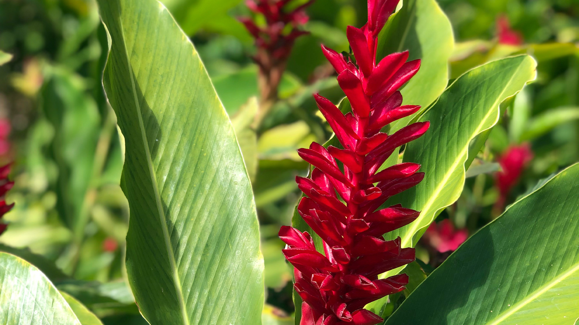 Hoopili Hawaii Image